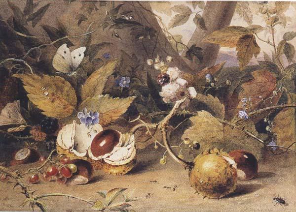 Still-life with horse chestnuts and insects (mk47), Elizabeth Byrne